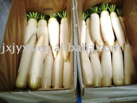 Chinese White Carrot