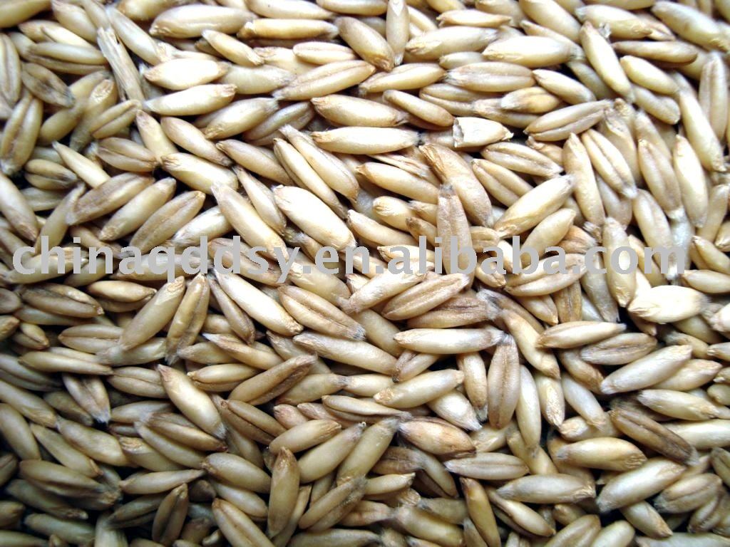 NAKED OAT NOODLE Products China NAKED OAT NOODLE Supplier