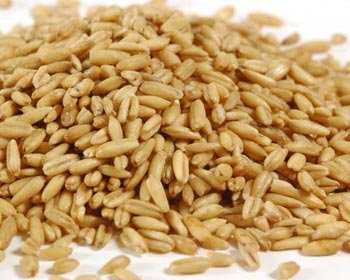 Oat Kernel