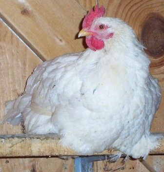 Dressed chicken for sale