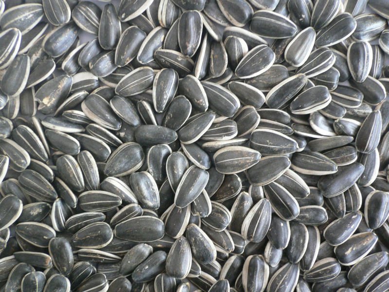 fresh sunflower kernels at cheap prices avialables with fresh sunflower kernels at cheap prices avialables with