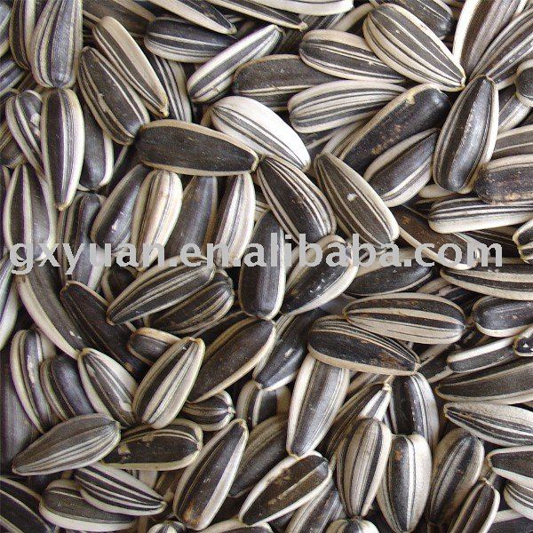 sunflower seeds with stripe products china sunflower seeds sunflower seeds with stripe products china sunflower seeds