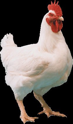 Broiler Hen