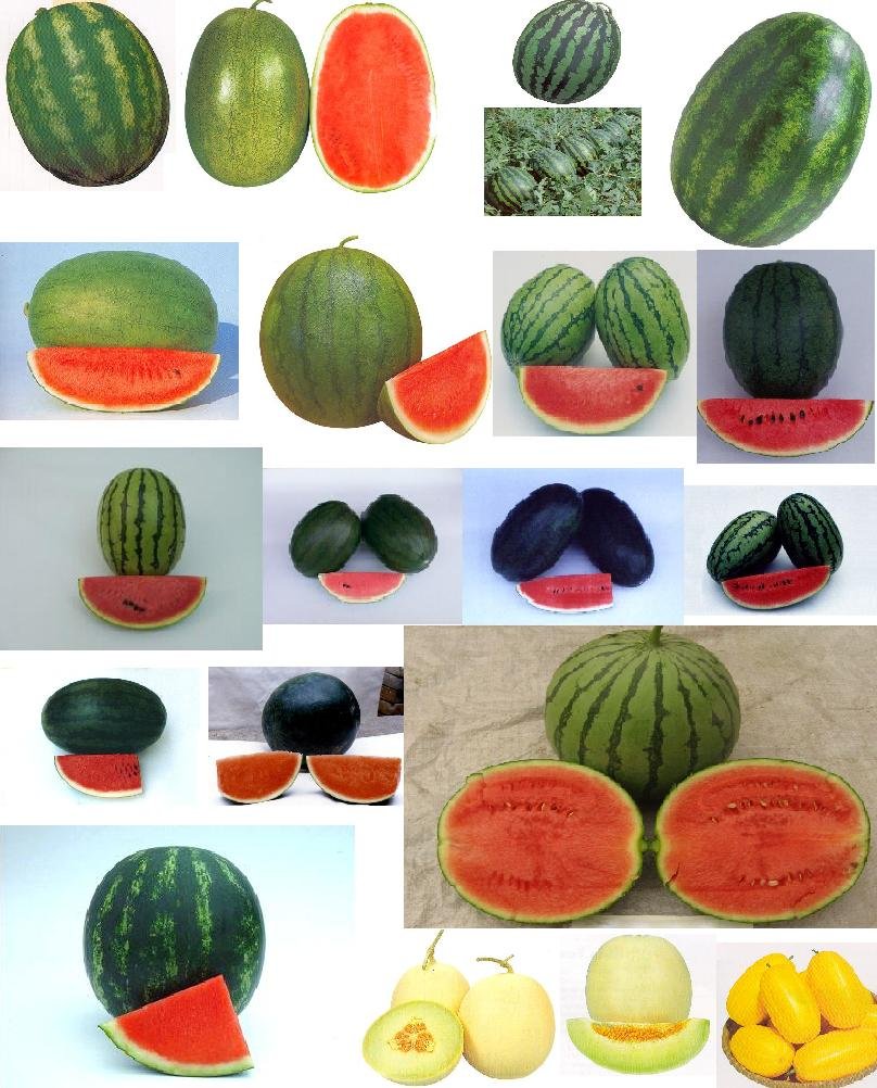 watermelon-seeds-products-korea-watermelon-seeds-supplier