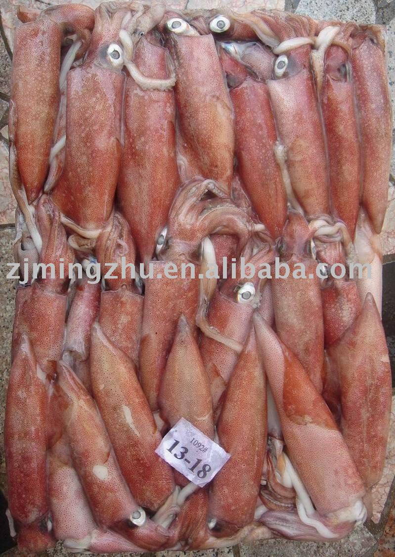 Loligo Squid Frozen On Board China Price Supplier 21food