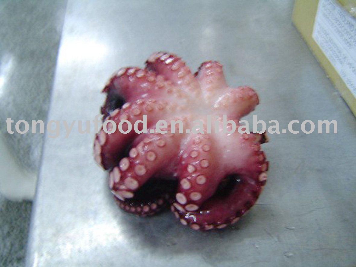 Baby Octopus Pictures