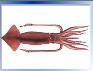 squid fin