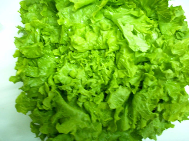 organic lettuce iceberg