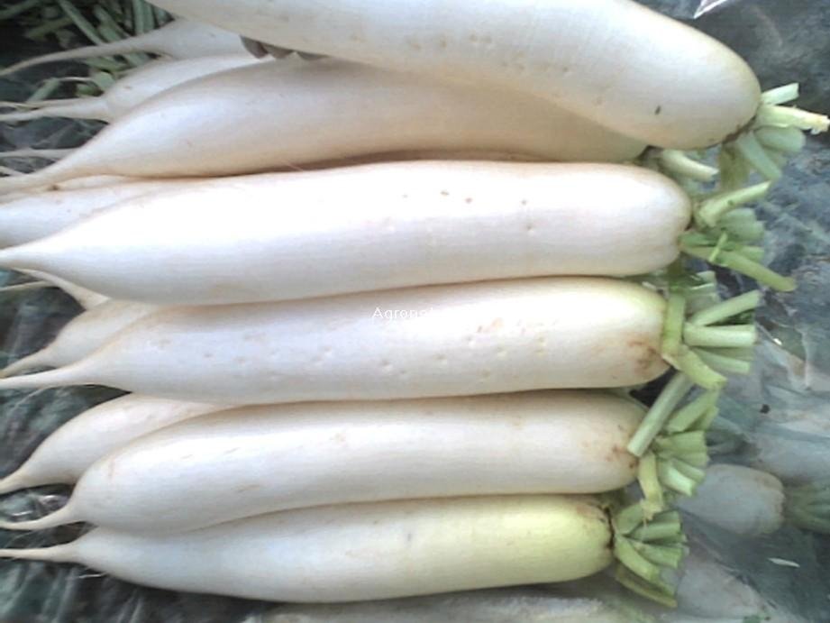 Chinese White Carrot