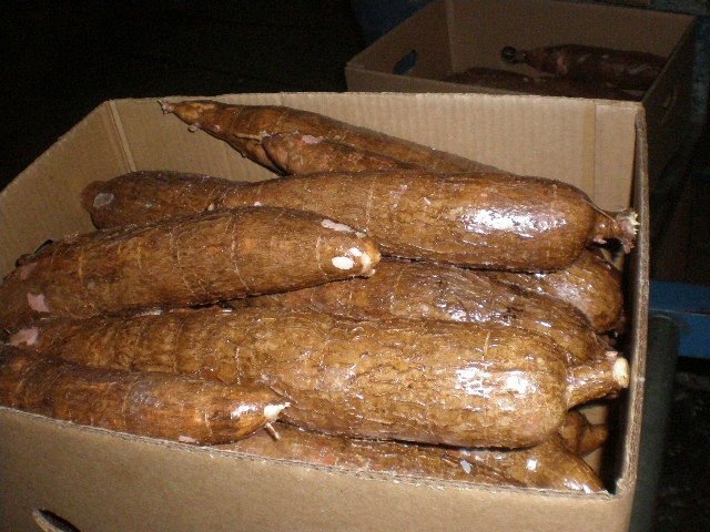 YUCA CASSAVA yuca cassava: