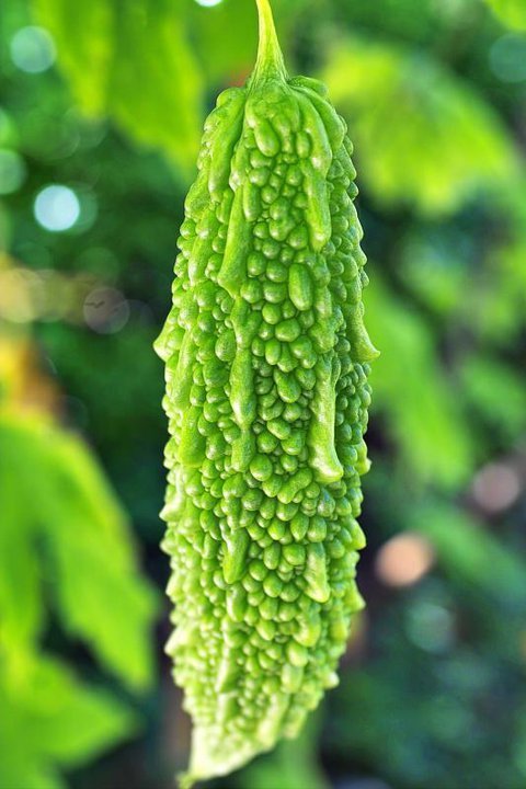 ampalaya herbal medicine