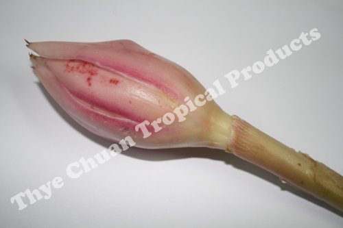 Fresh Red Ginger Plant Bud Productsmalaysia Fresh Red Ginger Plant Bud