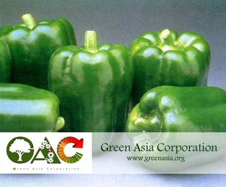 fresh green capsicum - buy fresh green capsicum