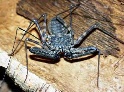 Madagascan Spider