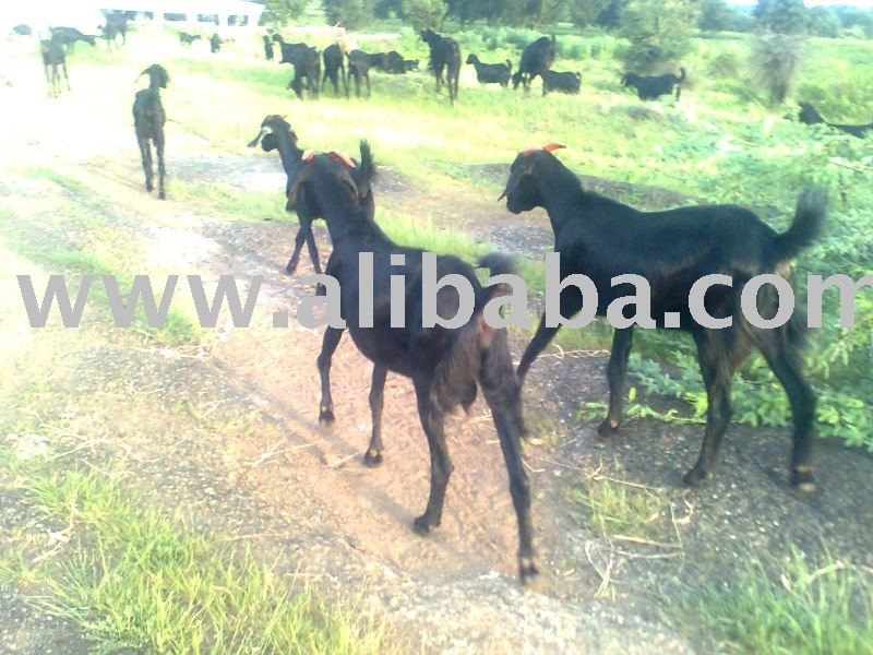 goat   sheep live stock in