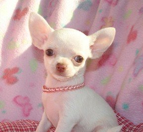 Chiwawa Puppies on Chihuahua Puppies Products Cameroon Chihuahua Puppies Supplier