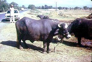 The Nili-Ravi Buffalo