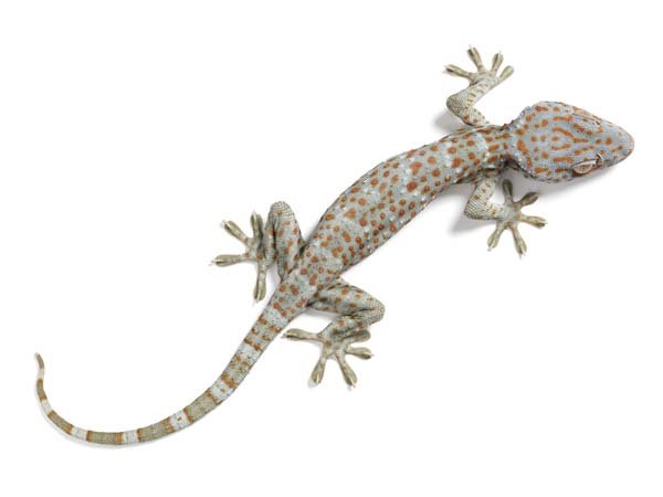 gecko in malaysia