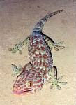 Tecko Gecko