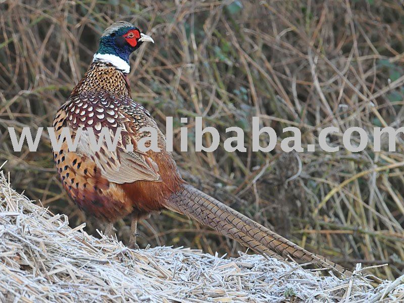 Red Golden Pheasant Chicks Sale