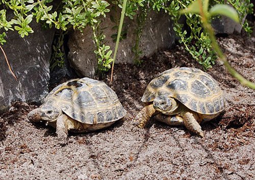 types tortoise