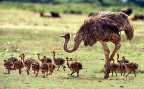 ostrich we are a smal farm co-operation based in cameroon and we 