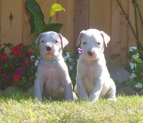 Dogo+argentino+puppies