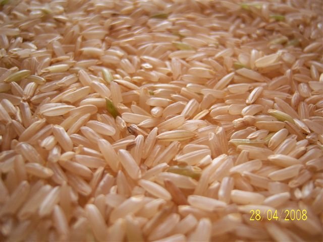 wheat rice