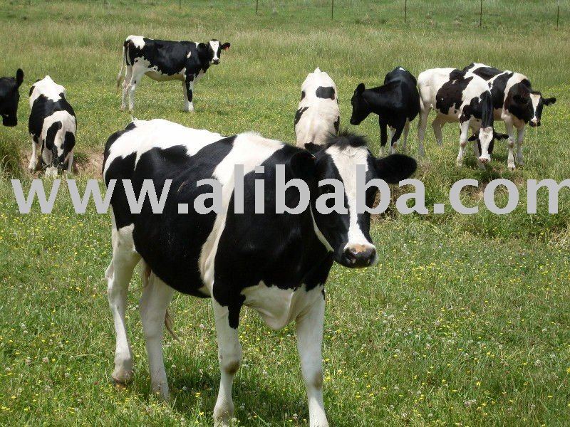 cattle for sale
