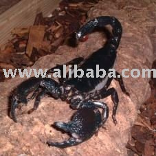 african king scorpion