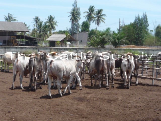 Animal Slaughter Cows