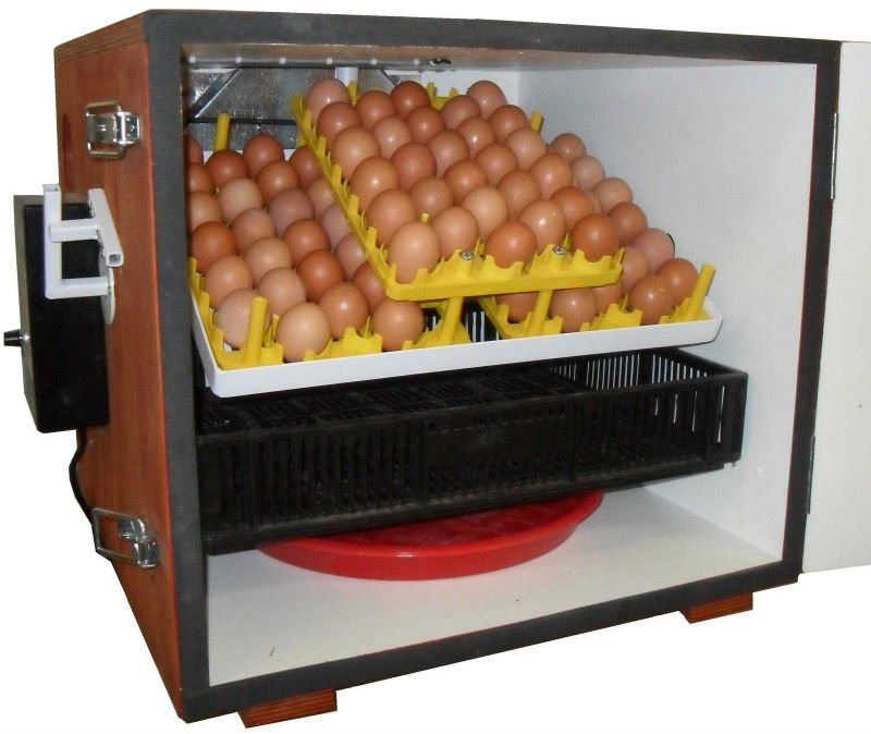 How to make an incubator for chicken eggs aquarium  incubator Chicken