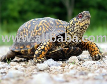 Dutch Indonesian Foods  Sale on Ow Turtles Place Of Orign Cameroon The Turtles Is A Herd Animal Found