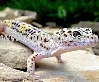 leopard gecko moth pupae giant geckos 21food