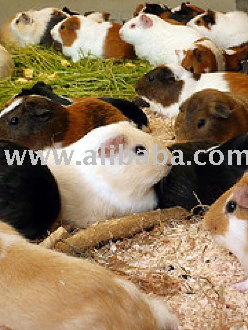 Guinea Pig For Sale Cape Town - petfinder