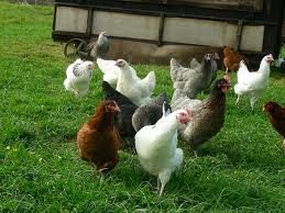 Point Of Lay Chickens, fertilized Eggs and Table Eggs for sale.