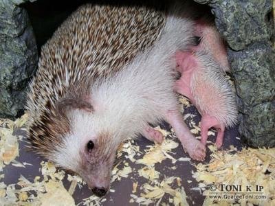 Miniature Hedgehogs For Sale