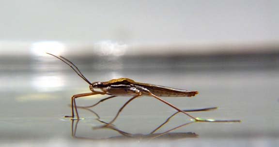 african water strider