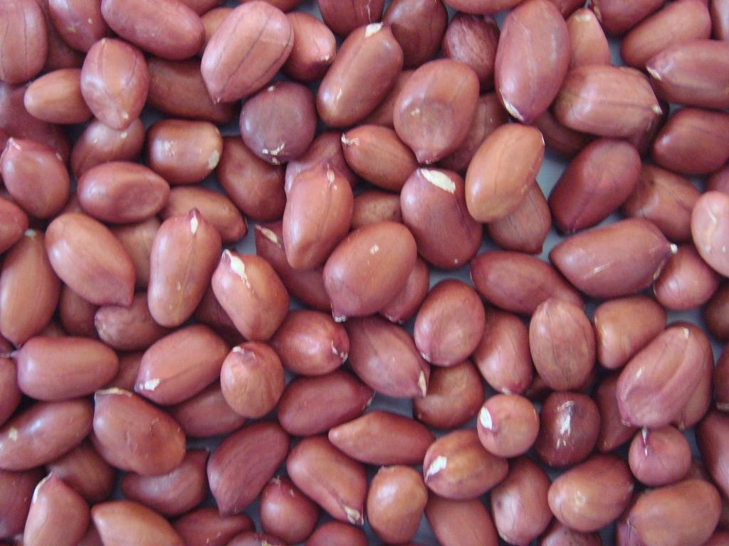 chinese-peanuts-products-china-chinese-peanuts-supplier