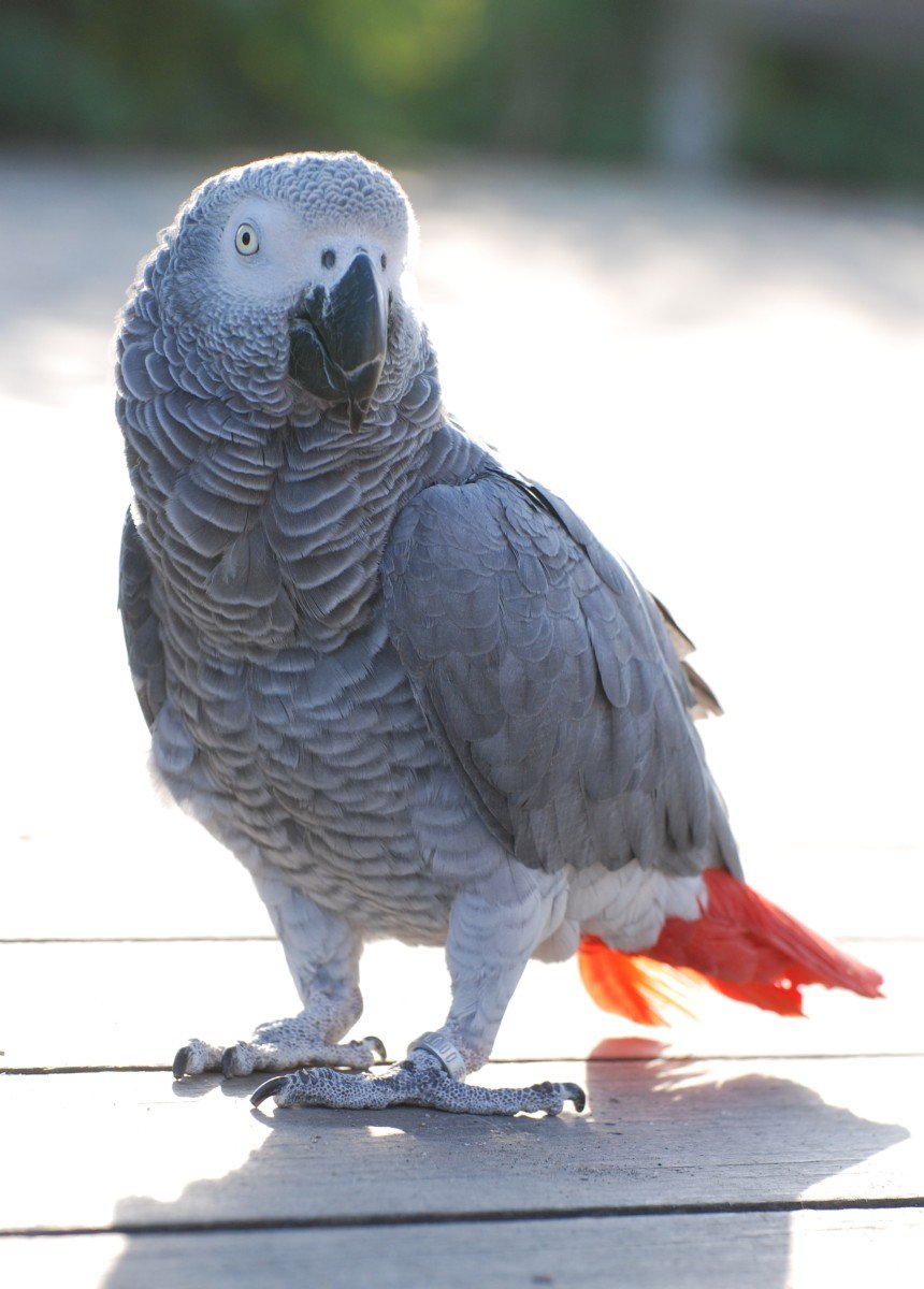 African Grey Parrot eggs for sale products,Cameroon ...