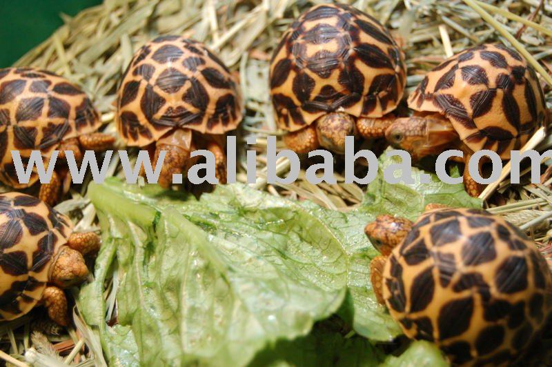 Baby Indian Star Tortoise