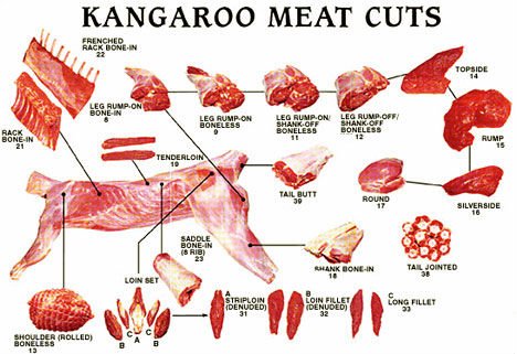 kangaroo bone