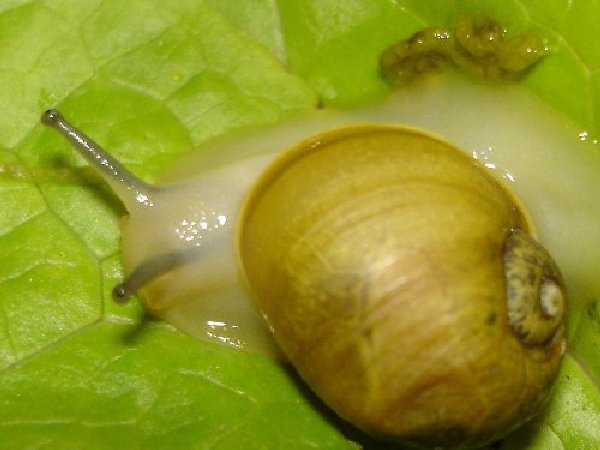 Escargot