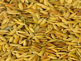 seed rice