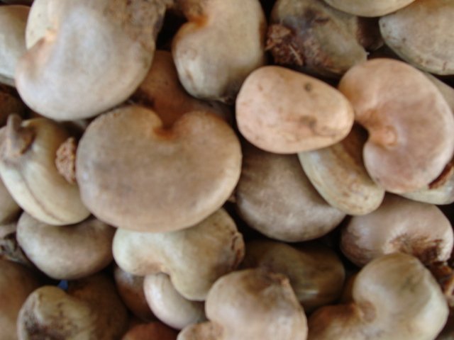 cashew-nut-products-ghana-cashew-nut-supplier