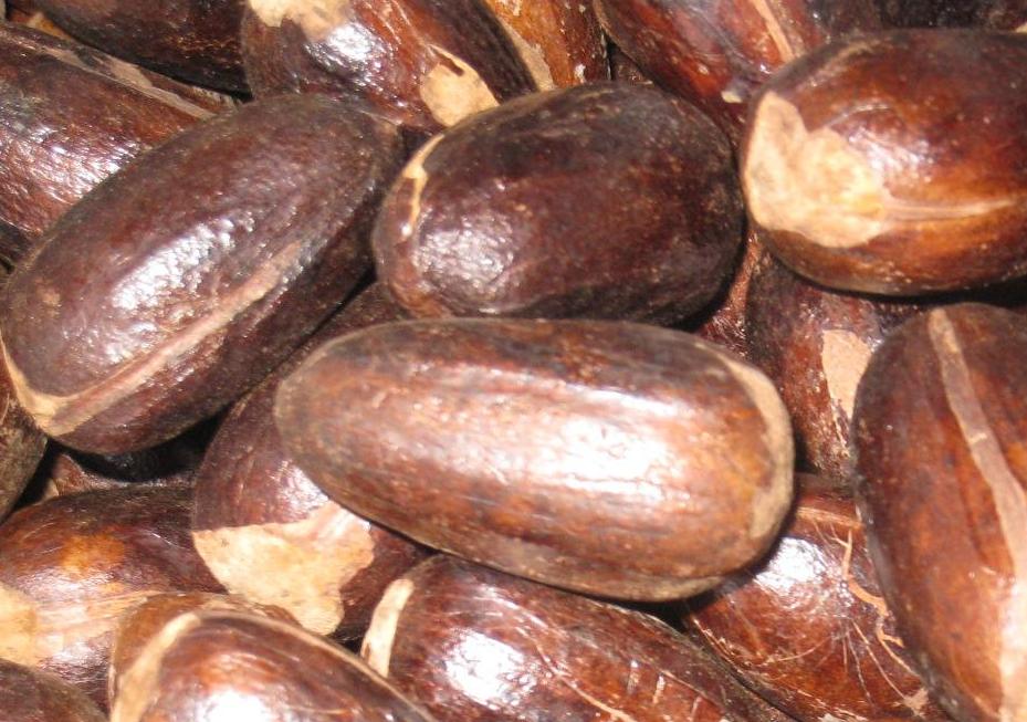 nutmeg-mace-from-indonesia-papua-products-indonesia-nutmeg-mace