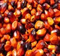 palm nut