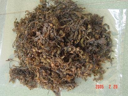 Supplier Koyo Green Life Jakarta on Seaweed Powder Products Vietnam Sargassum Seaweed Powder Supplier