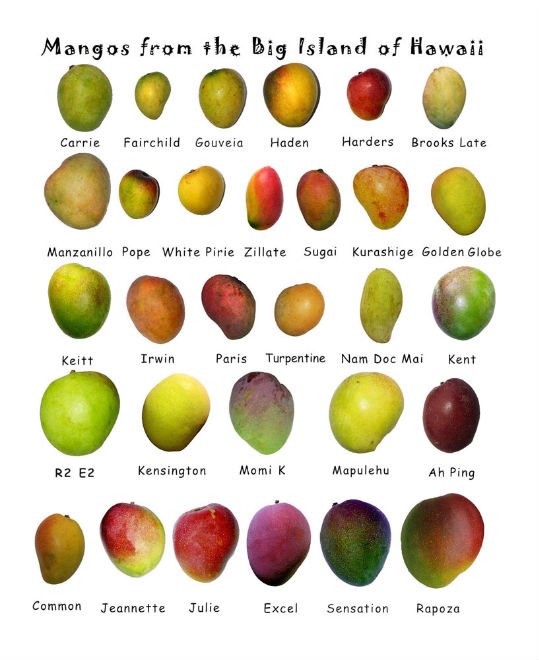 mangos