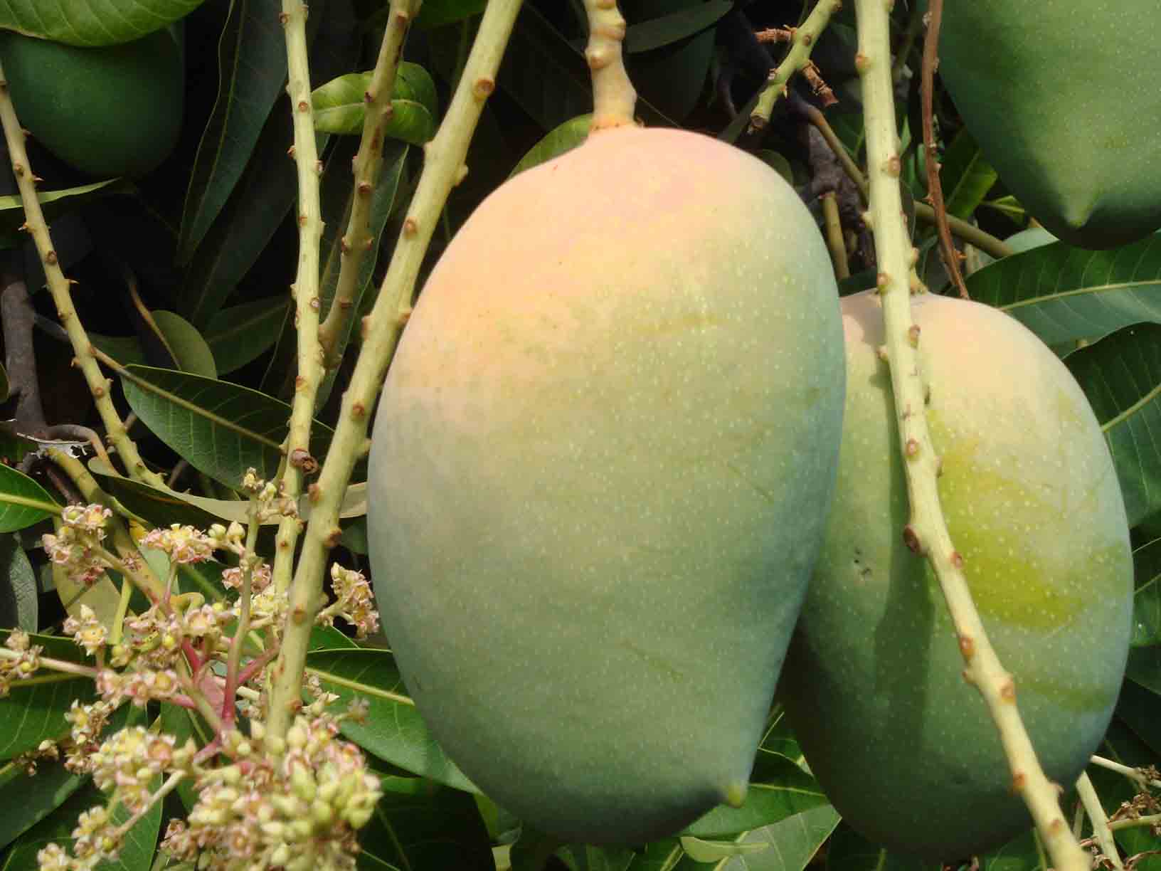 Fresh Mango